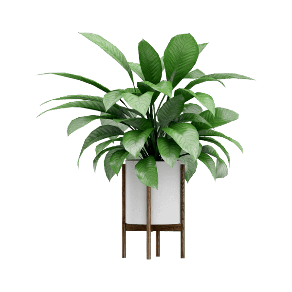 Vassunda planter