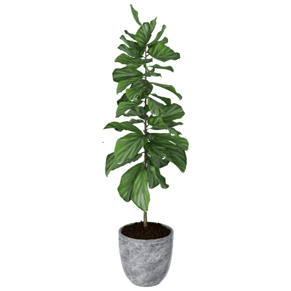 Viksberg planter