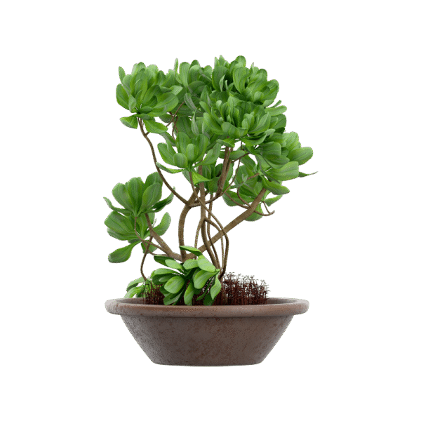 Senecio stapeliiformis
