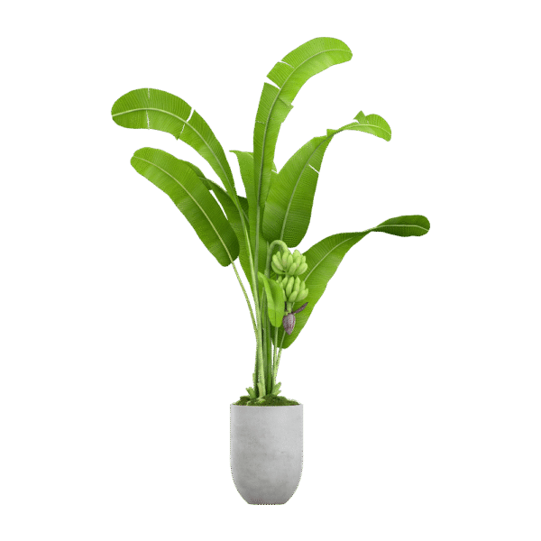 Spathiphyllum domino