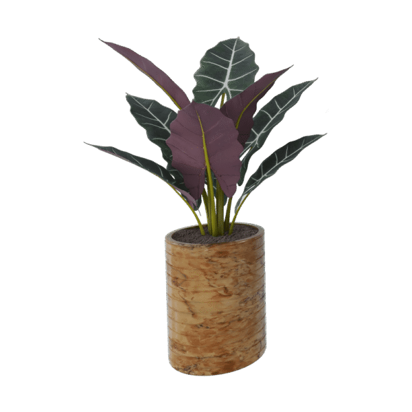 Syngonium pink spot