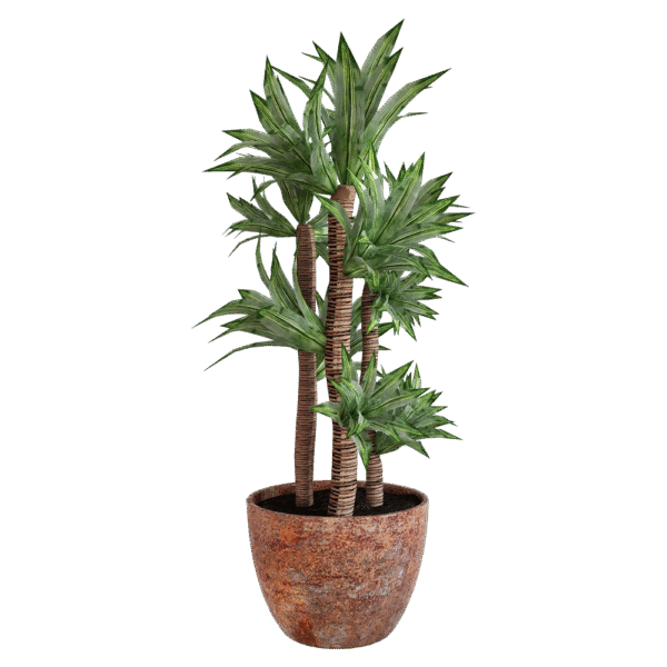 Parodia chrysacanthion