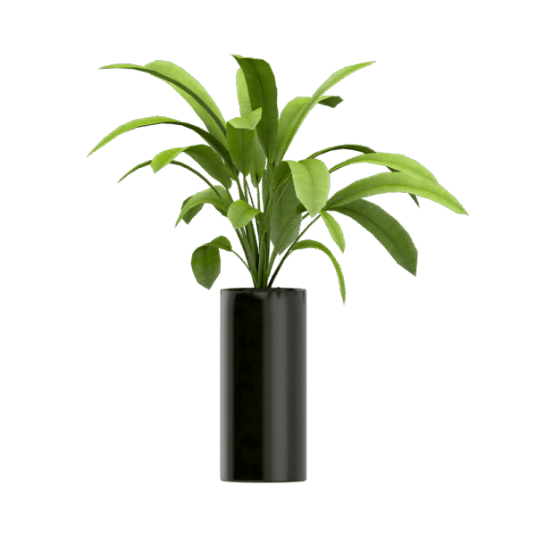 Plant seeds